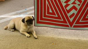 Quick Drying Dog Towels: Benefits, What to Look For, and How to Use Them