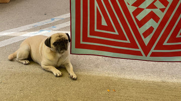 Quick Drying Dog Towels: Benefits, What to Look For, and How to Use Them