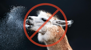 Therapy Llamas Replaced by Towels Under Project No-Spit
